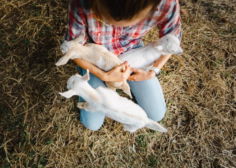 animal and pet branding photography