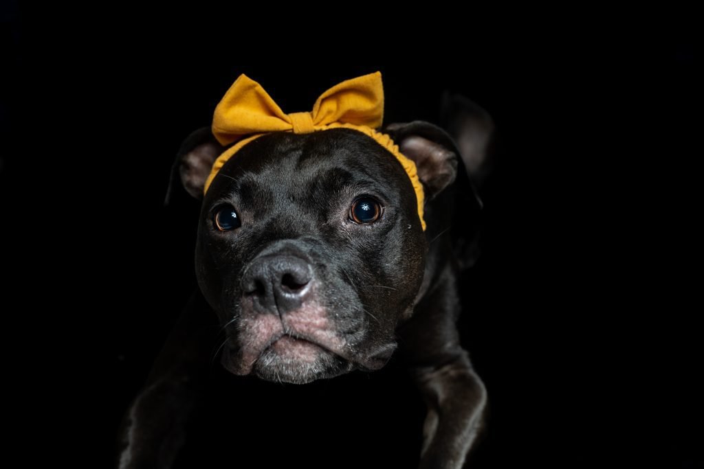 Dog Portrait Fort myers