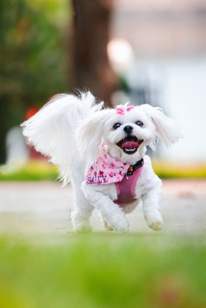 dog photographer lakeland